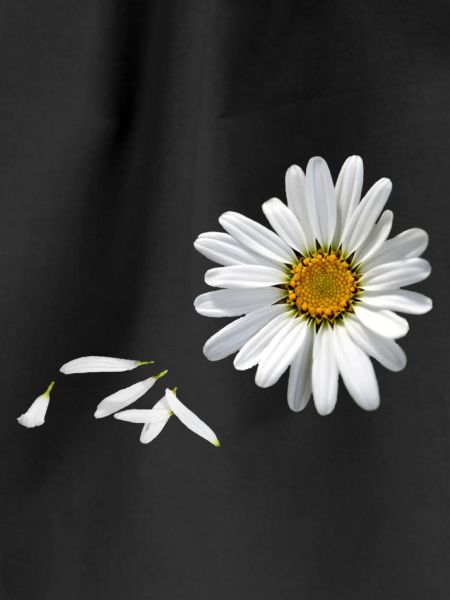 Marguerite