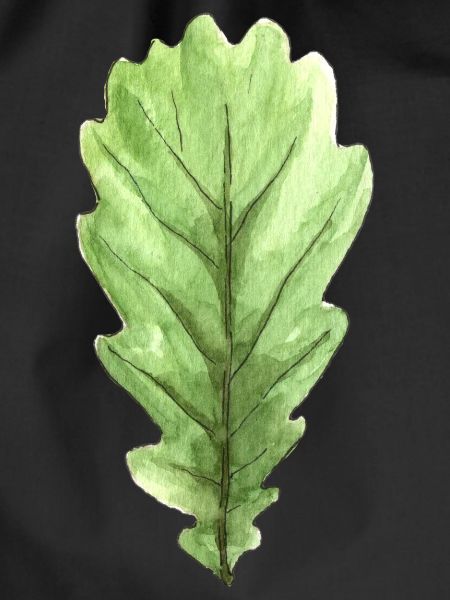 Blatt einer Eiche