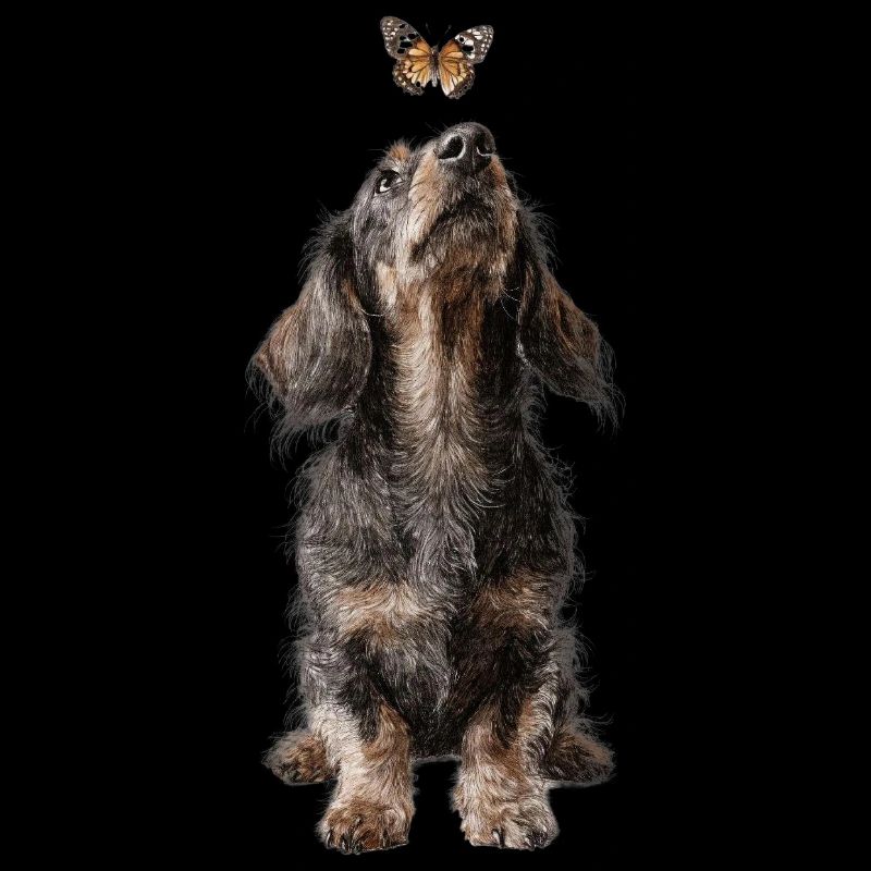 Teckel avec motif papillon de style Banksy