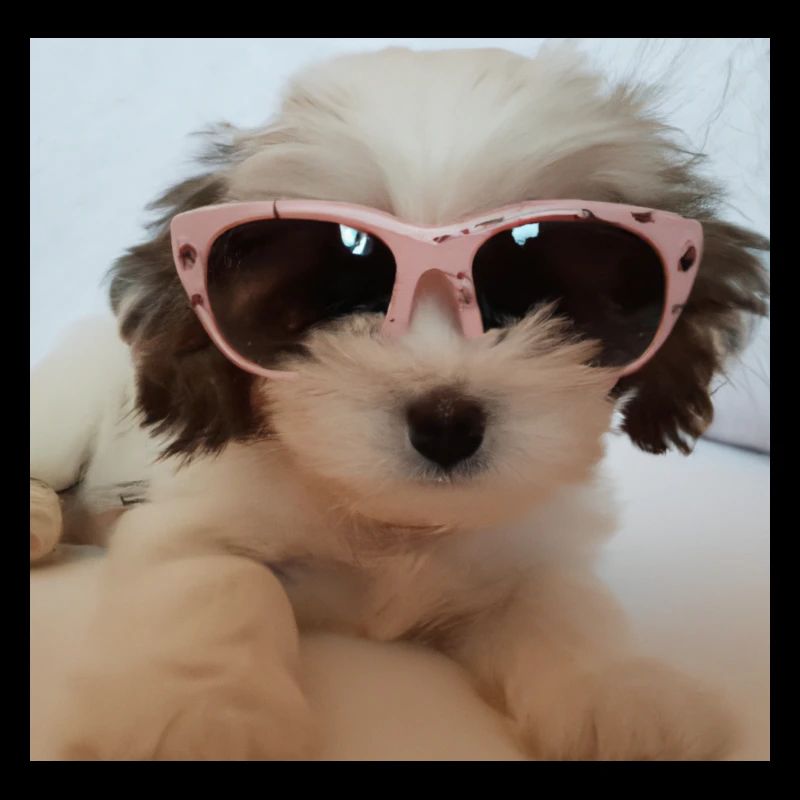 Cool Dog