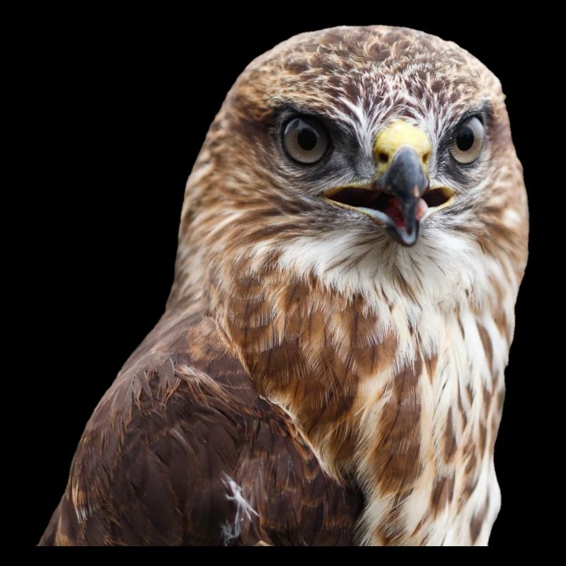 adler eagle buzzard