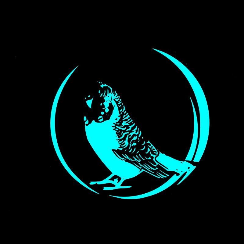 budgerigar