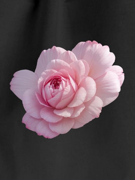 Rose Pink