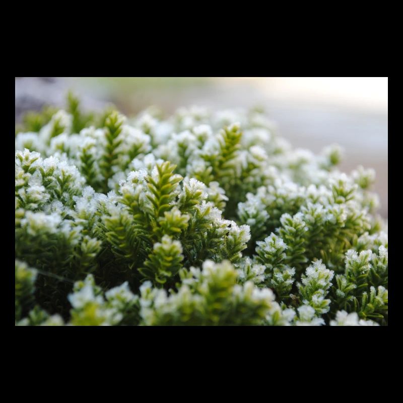 Moss nature macro shot