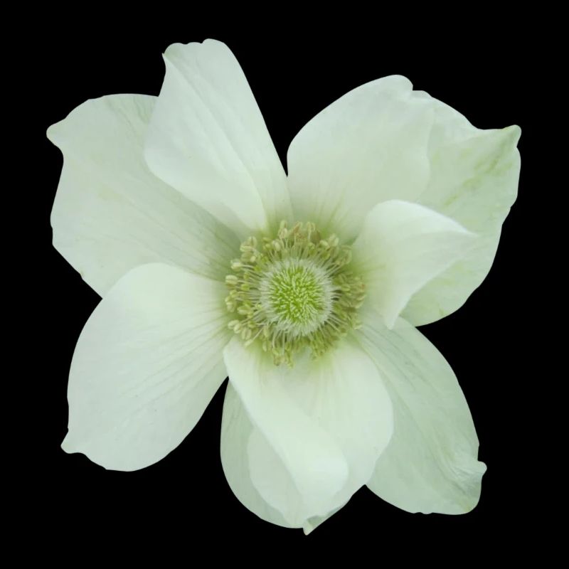Flower UK eu