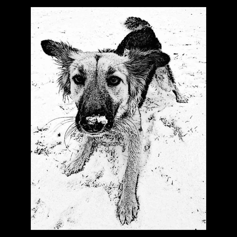 Hundeblick