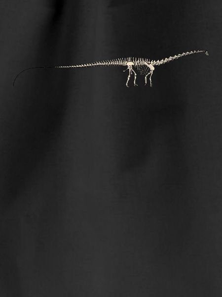Dinosaur diplodocus fossil skeleton