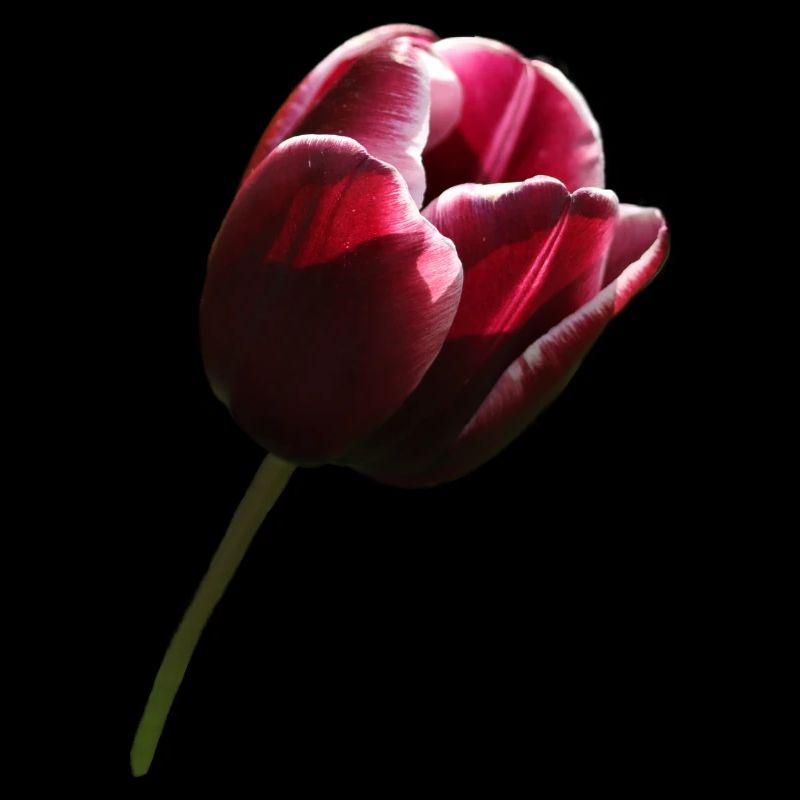 Tulipe bordeaux droite