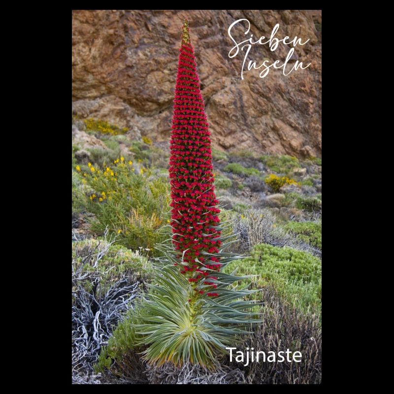 Teneriffa Tajinaste