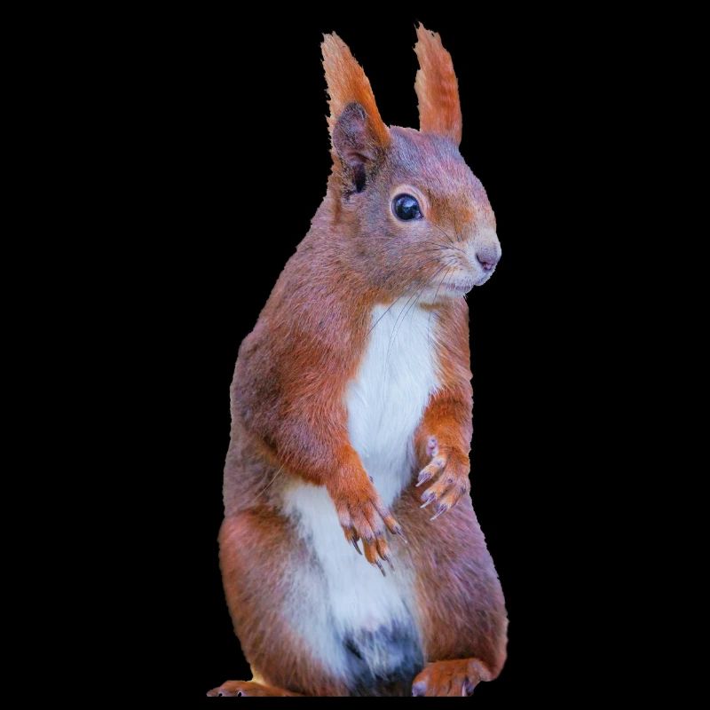 Eichhönchen