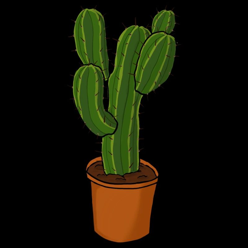 Cactus