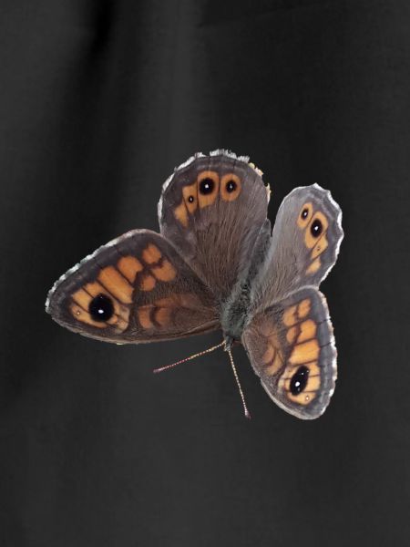 Schmetterling