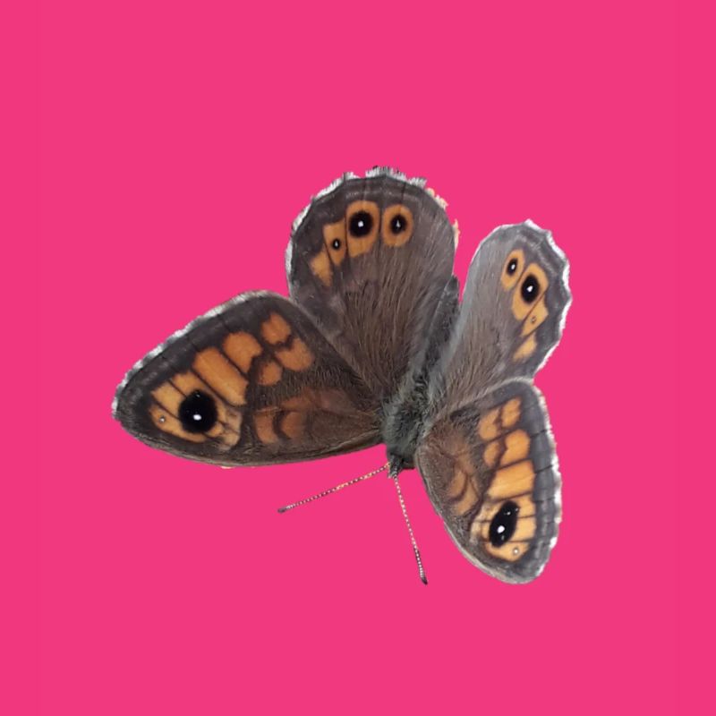 Schmetterling