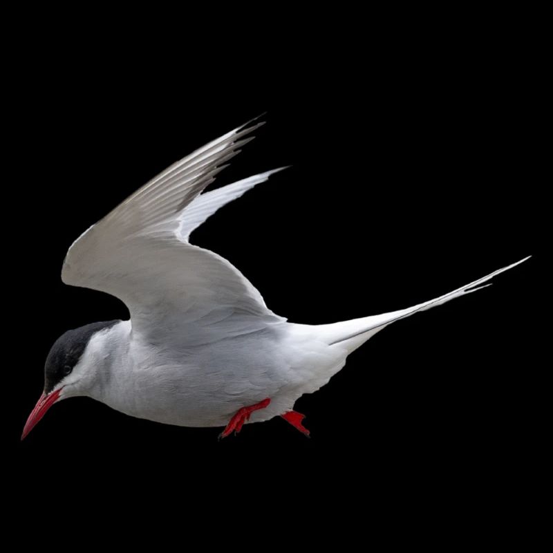 Vogel Vogel 🐦