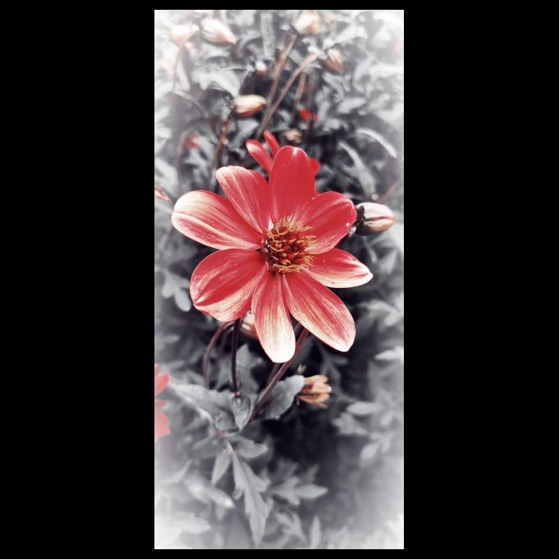 Essential Rot