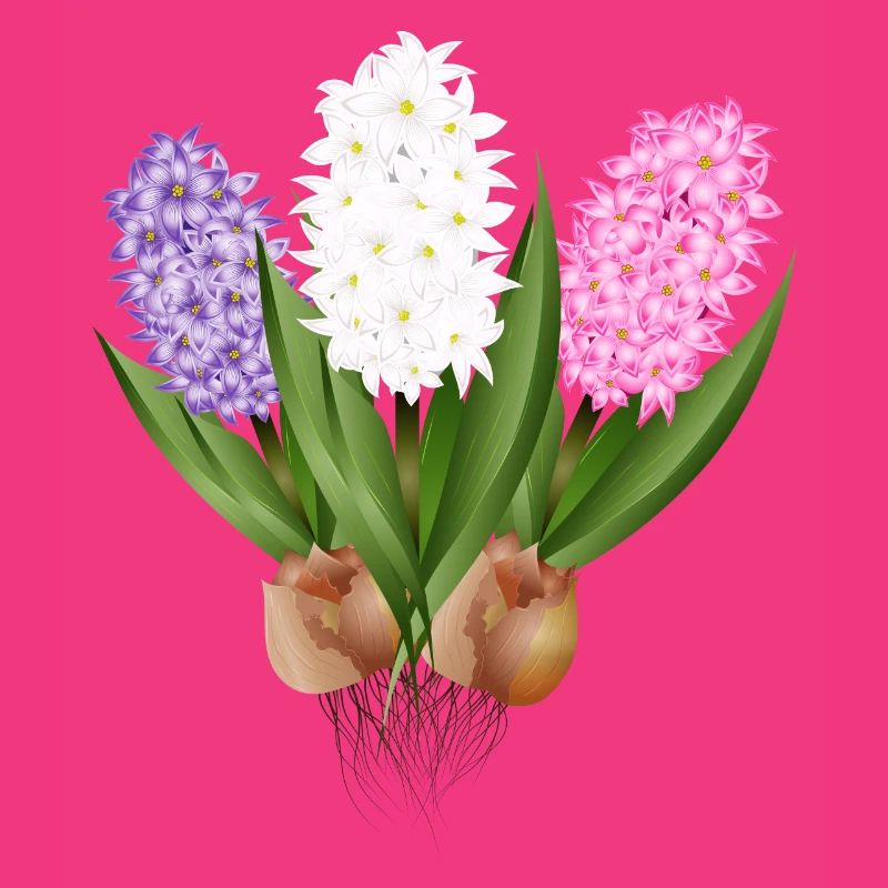 Hand-drawn hyacinths