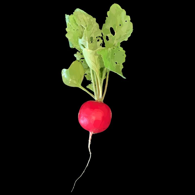 Radish