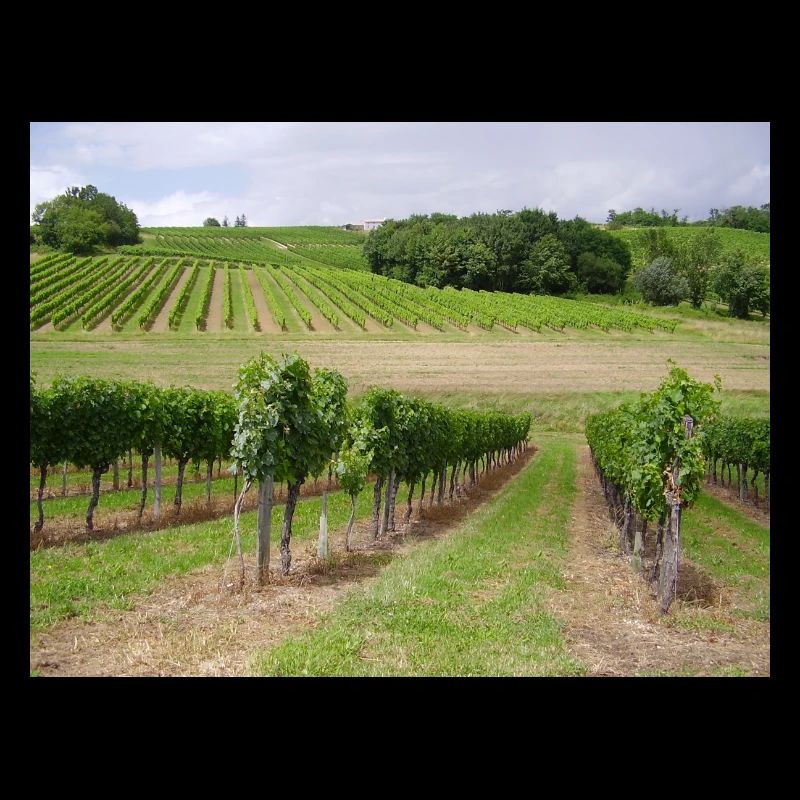 Weinberge
