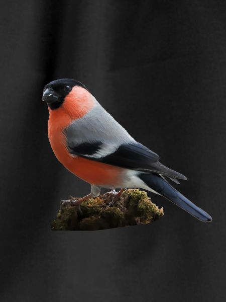 bullfinch