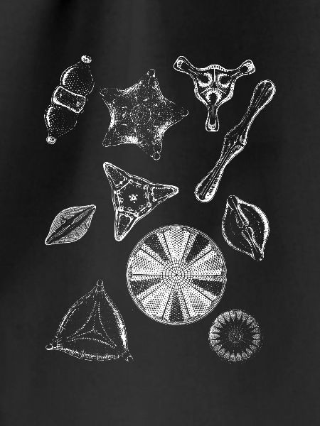 diatoms, algae diatom