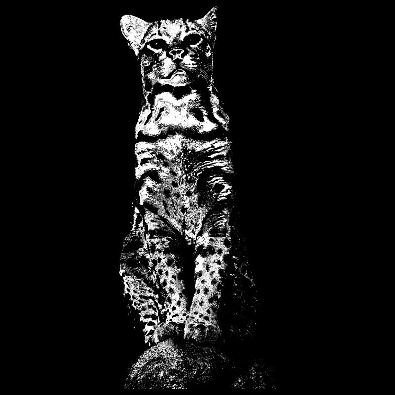 Ocelot