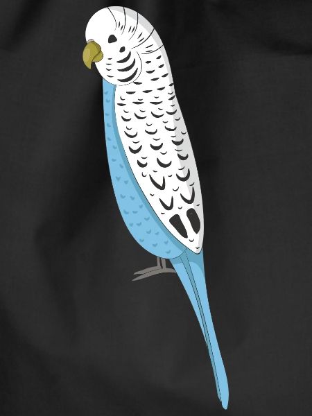 budgerigar