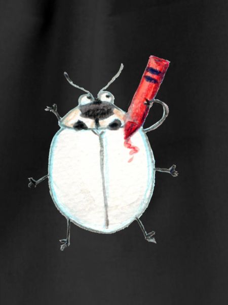 Asian ladybird