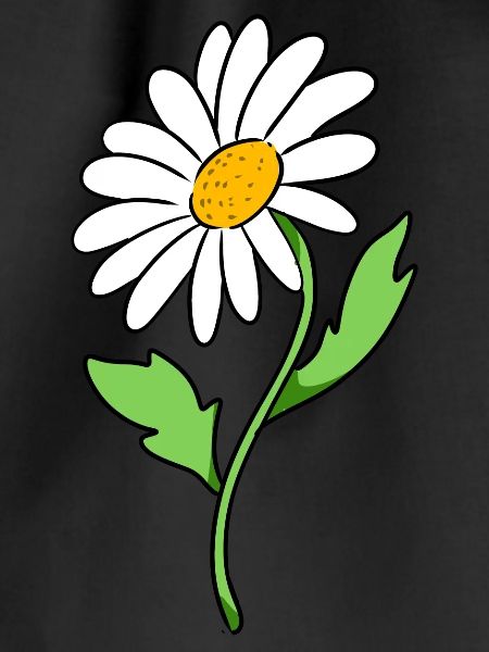 daisy