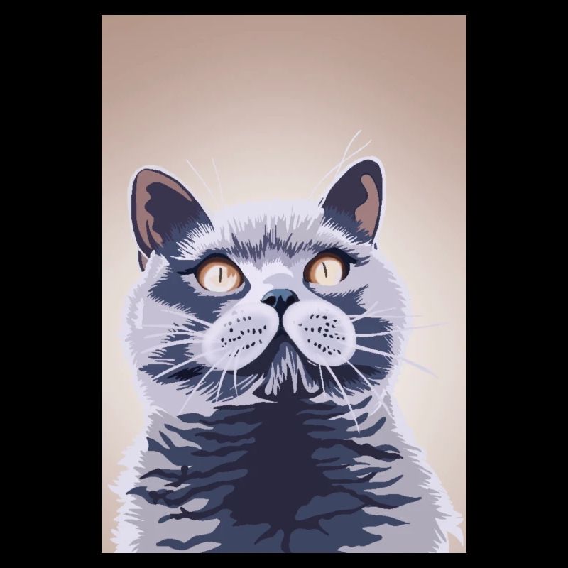 Britisch Kurzhaar Katze