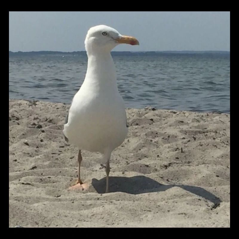 Möwe