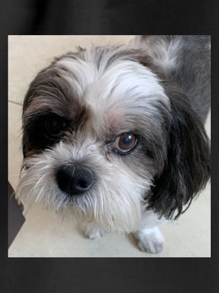 Milo