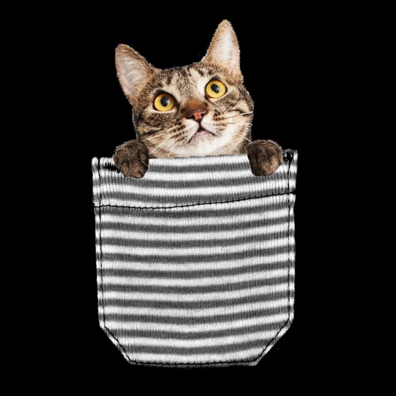 Chaton dans la poche de poitrine