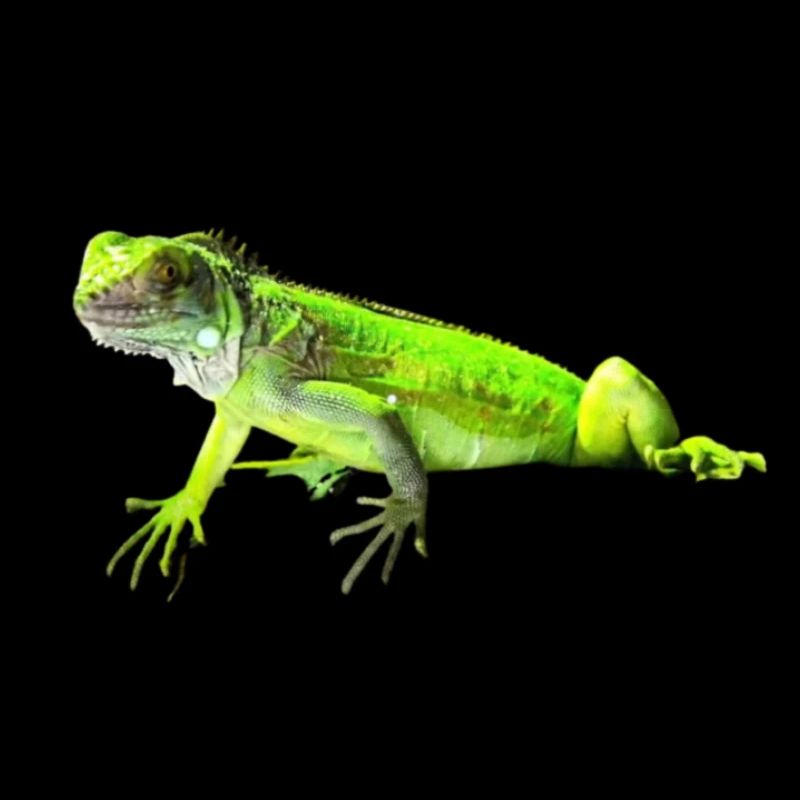Leguan