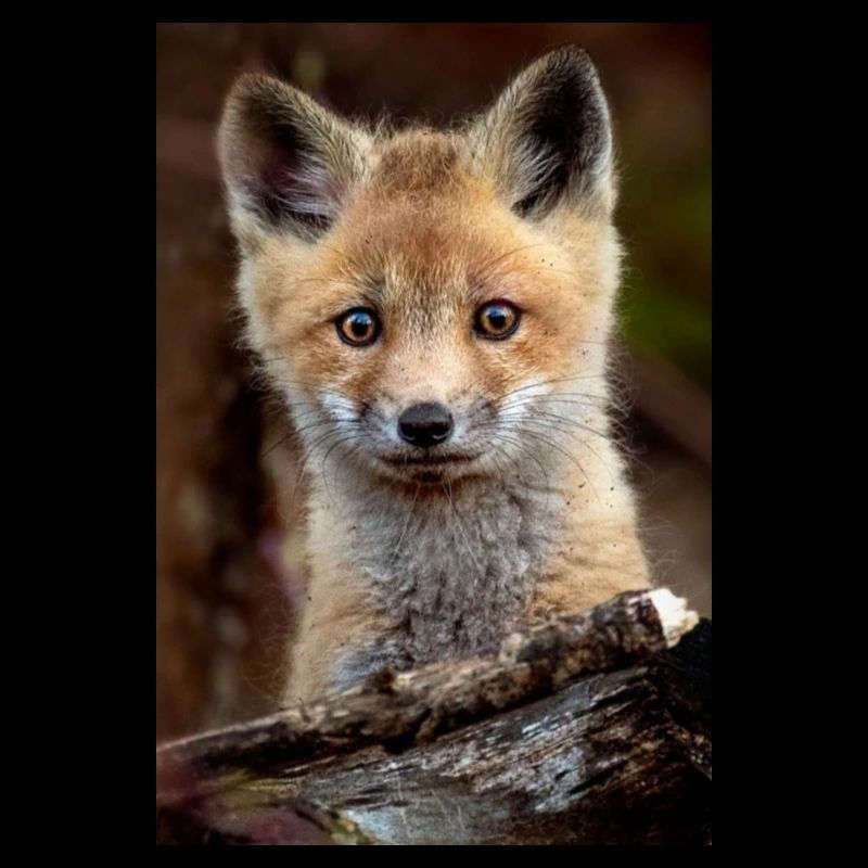 Fuchs