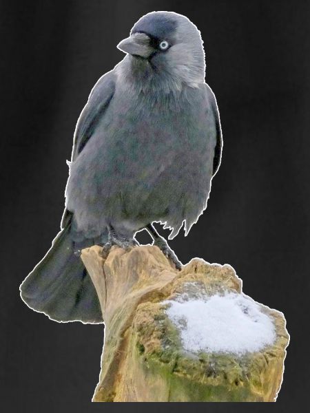 Jackdaw