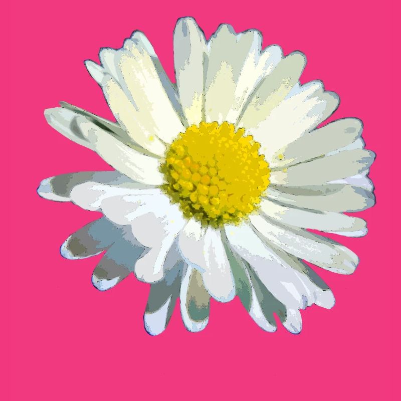 Gänseblümchen
