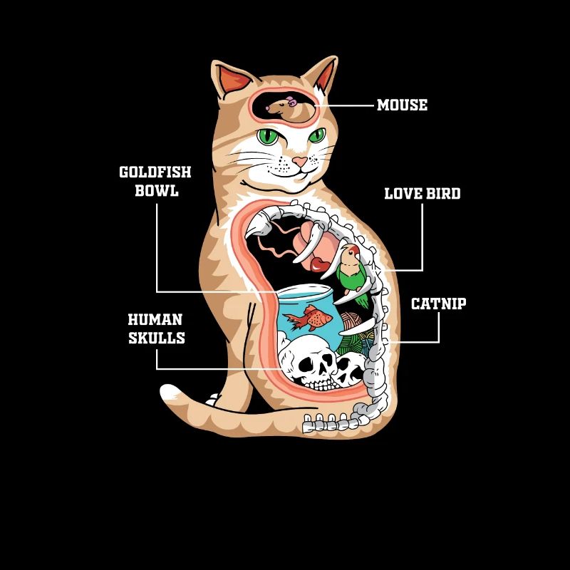 Anatomie Katze Tierarzt