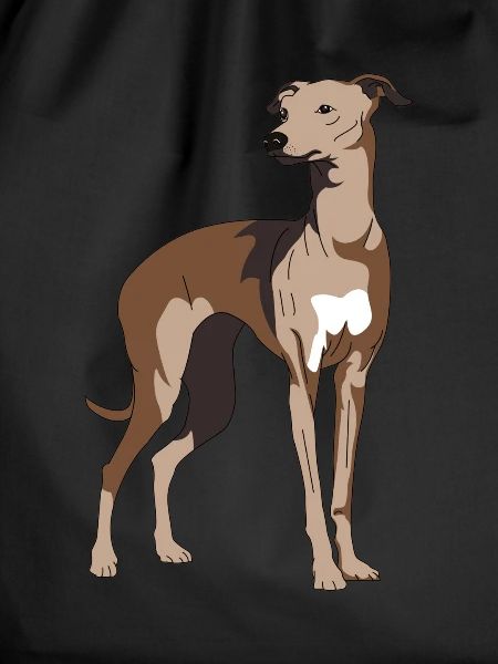Greyhound, galgo, greyhounds