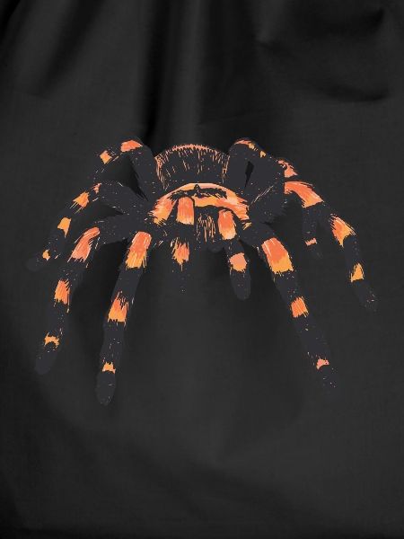 Tarantula spider spiders