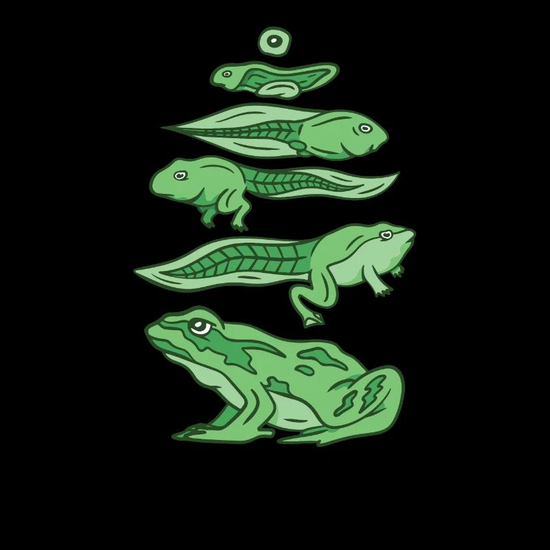 L’évolution de la grenouille à l’origine d’une grenouille