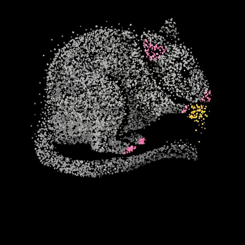 Rats Rats Rat domestique Rat errant Éleveur de rats
