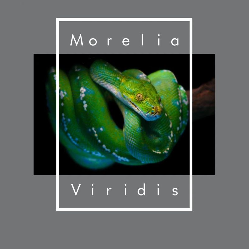 Morelia Viridis Grüner Baum Python Schlangenhalter