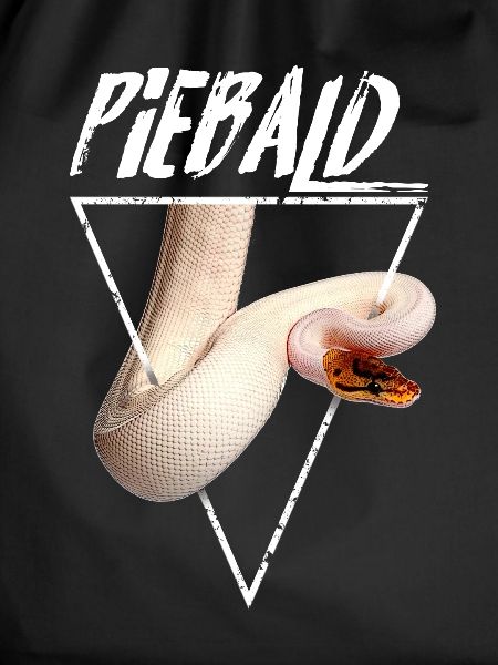 Piebald Ball Python Reptilienpfleger