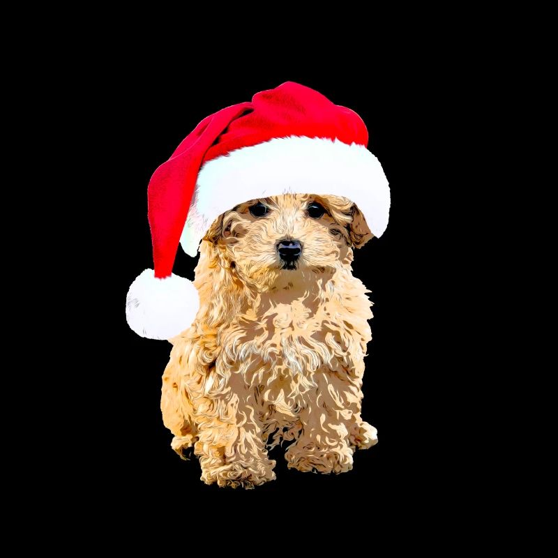 Pudel Hund mit Weihnachtsmütze Weihnachten Hundemo
