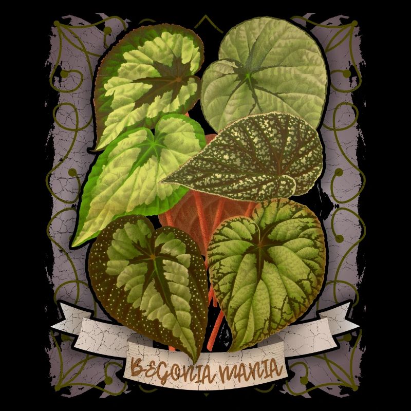 Vintage Begonie Blume botanische Illustration