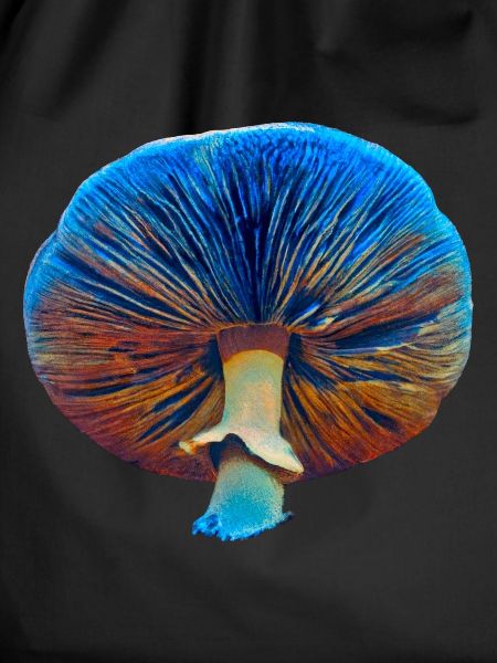 Blue Magic Mushroom