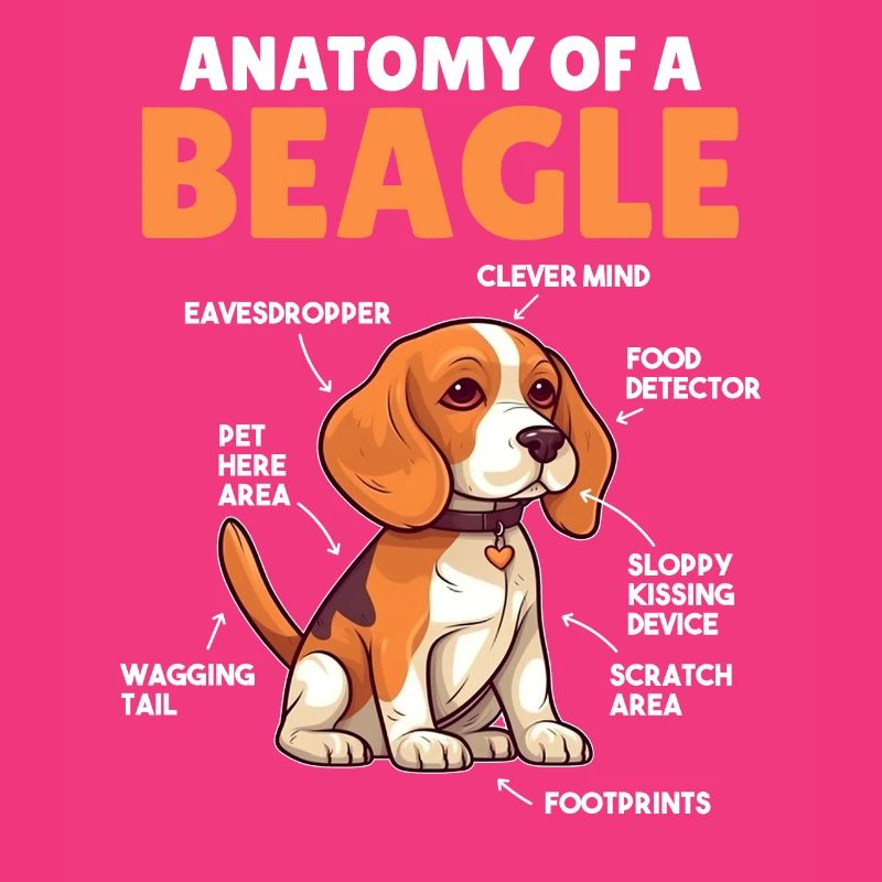 Explication du chien Anatomie d’un beagle