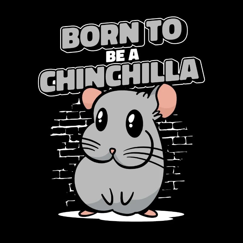 Né pour être un chinchilla à queue courte longue queue