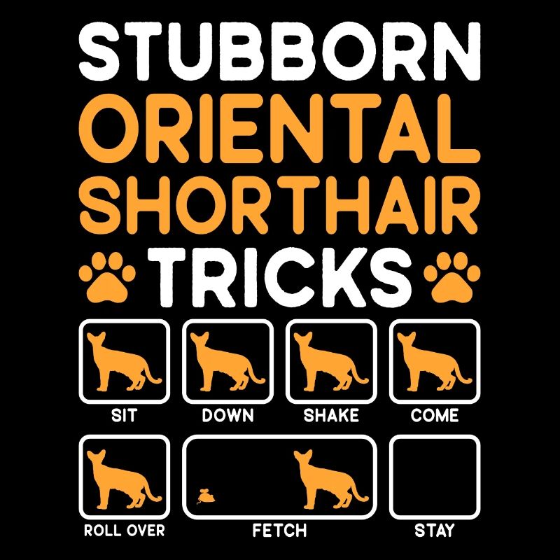 Stubborn Tricks Oriental Shorthair Cat