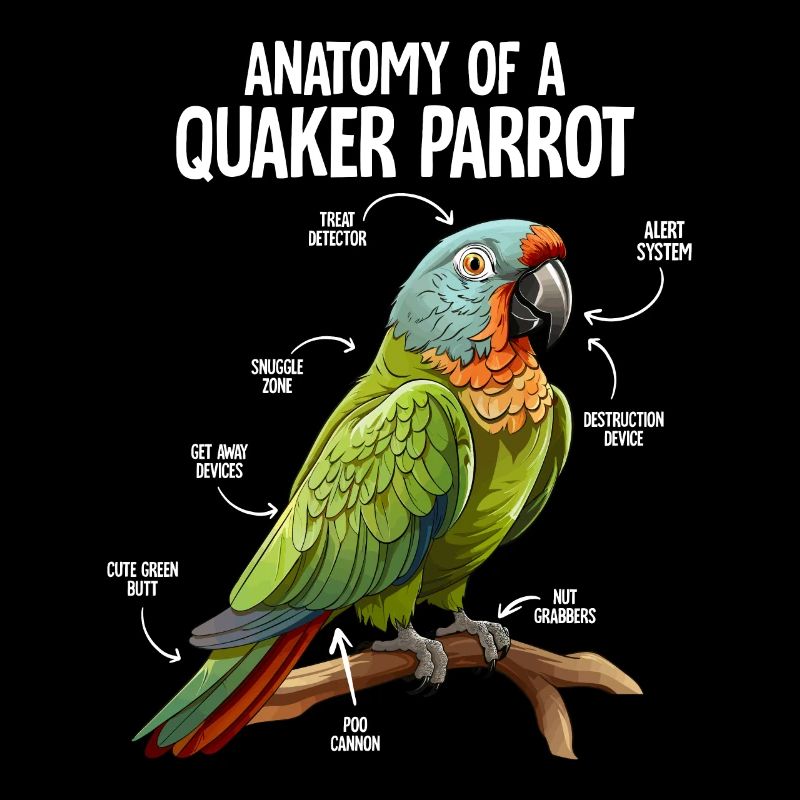 Quaker Perroquet Drôle Oiseaux Anatomie Oiseau Perroquet